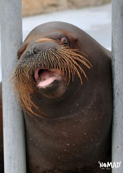 walrus at the quebec aquarium