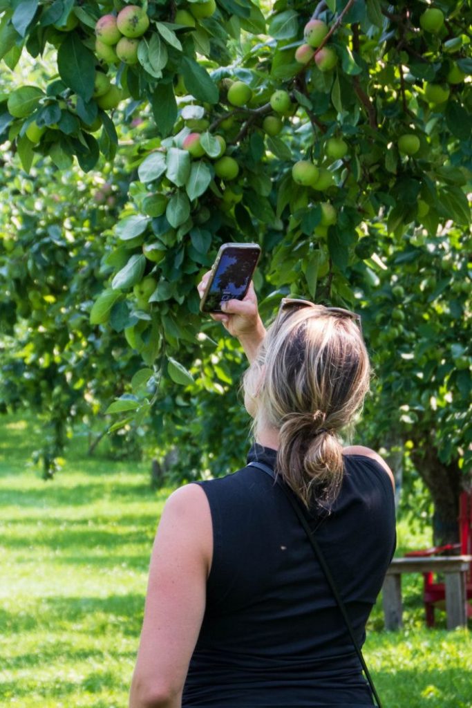 guest taking photos of orchards on orleans island food tour